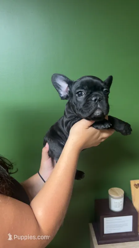 Hocus – French Bulldog puppy for sale in South Attleboro, MA