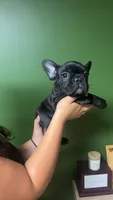 Hocus, a female French Bulldog for sale in South Attleboro, MA – 1 of 3