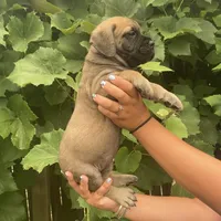 Legacy , a female Bullmastiff for sale in South Attleboro, MA – 2 of 3