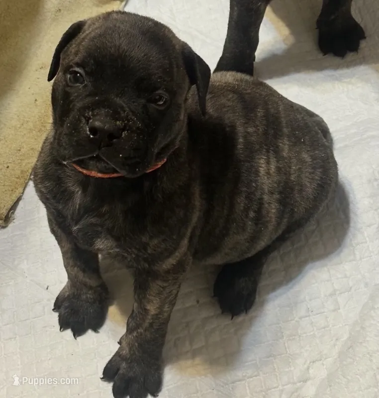 Onyx – Bullmastiff puppy for sale in South Attleboro, MA