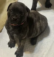 Onyx, a male Bullmastiff for sale in South Attleboro, MA – 1 of 6