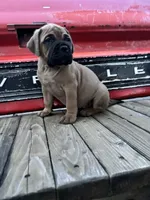 Vogue , a female Bullmastiff for sale in South Attleboro, MA – 2 of 5