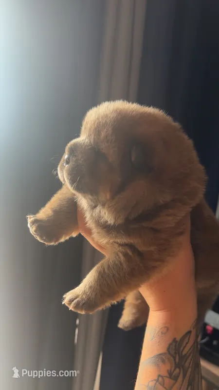 AKC Chow Male – Chow Chow puppy for sale in South Attleboro, MA
