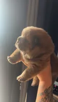 AKC Chow Male, a male Chow Chow for sale in South Attleboro, MA – 1 of 10