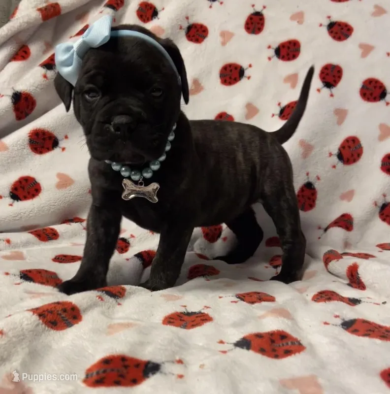 Brandi – Bullmastiff puppy for sale in South Attleboro, MA