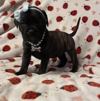 Brandi, a female Bullmastiff for sale in South Attleboro, MA – Photo 1 of 2