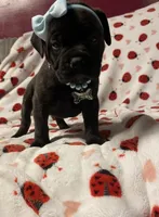 Brandi, a female Bullmastiff for sale in South Attleboro, MA – Photo 2 of 2