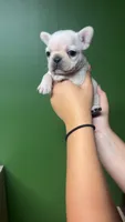 Salem, a female French Bulldog for sale in South Attleboro, MA – 3 of 3