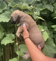 Legacy , a female Bullmastiff for sale in South Attleboro, MA – 3 of 3