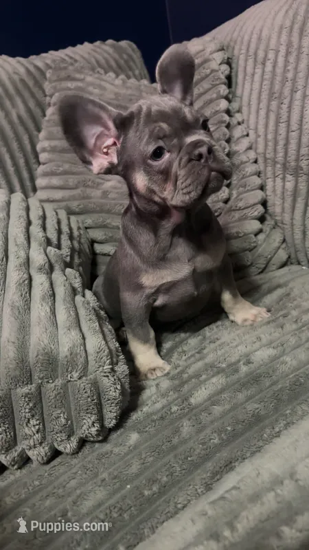 Chowda  – French Bulldog puppy for sale in South Attleboro, MA