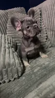 Chowda , a male French Bulldog for sale in South Attleboro, MA – 1 of 3