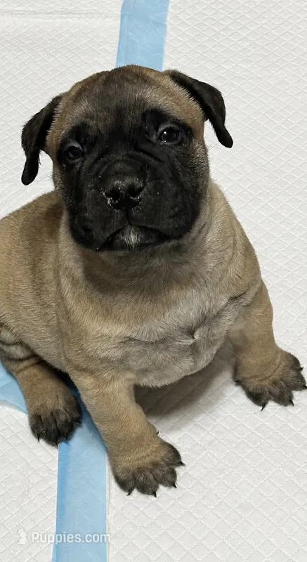 Tank – Bullmastiff puppy for sale in South Attleboro, MA