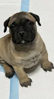 Tank, a male Bullmastiff for sale in South Attleboro, MA – 1 of 3