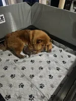 AKC Chow Male, a male Chow Chow for sale in South Attleboro, MA – 9 of 9