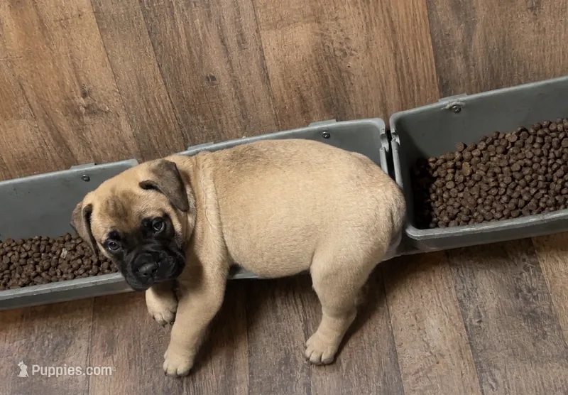 Bandit  – Bullmastiff puppy for sale in South Attleboro, MA