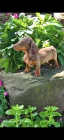 Lizzi, a female Miniature Dachshund for sale in South Attleboro, MA – 3 of 3