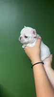 Casper , a male French Bulldog for sale in South Attleboro, MA – 2 of 3