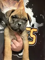 Big Red, a male Bullmastiff for sale in South Attleboro, MA – Photo 1 of 2