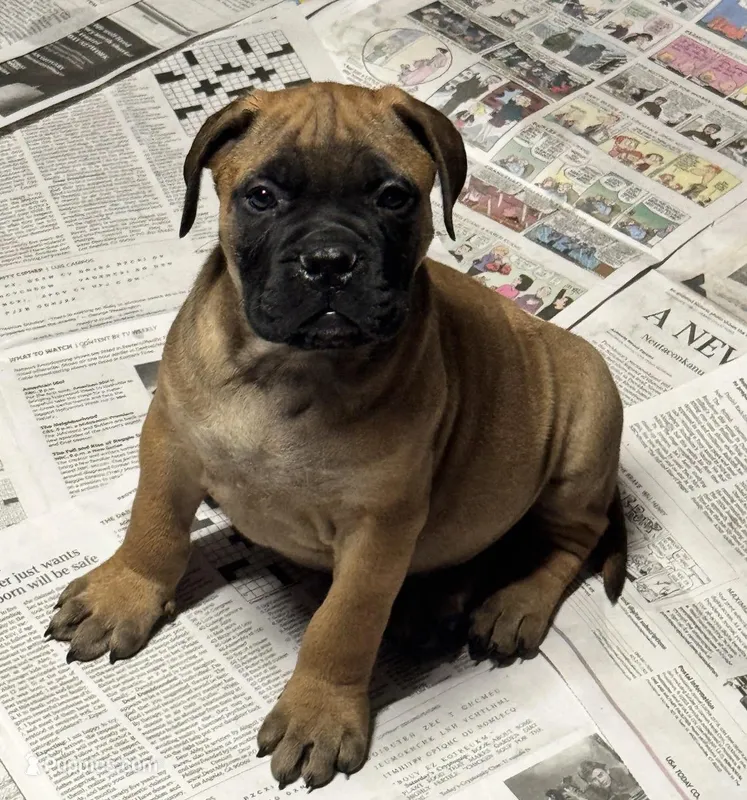 Big Red – Bullmastiff puppy for sale in South Attleboro, MA