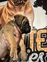 Big Red, a male Bullmastiff for sale in South Attleboro, MA – Photo 2 of 2