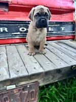Monroe, a female Bullmastiff for sale in South Attleboro, MA – 3 of 6