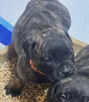 Onyx, a male Bullmastiff for sale in South Attleboro, MA – 3 of 6