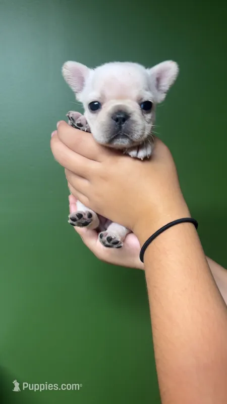 Salem – French Bulldog puppy for sale in South Attleboro, MA