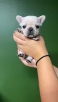 Salem, a female French Bulldog for sale in South Attleboro, MA – 1 of 3