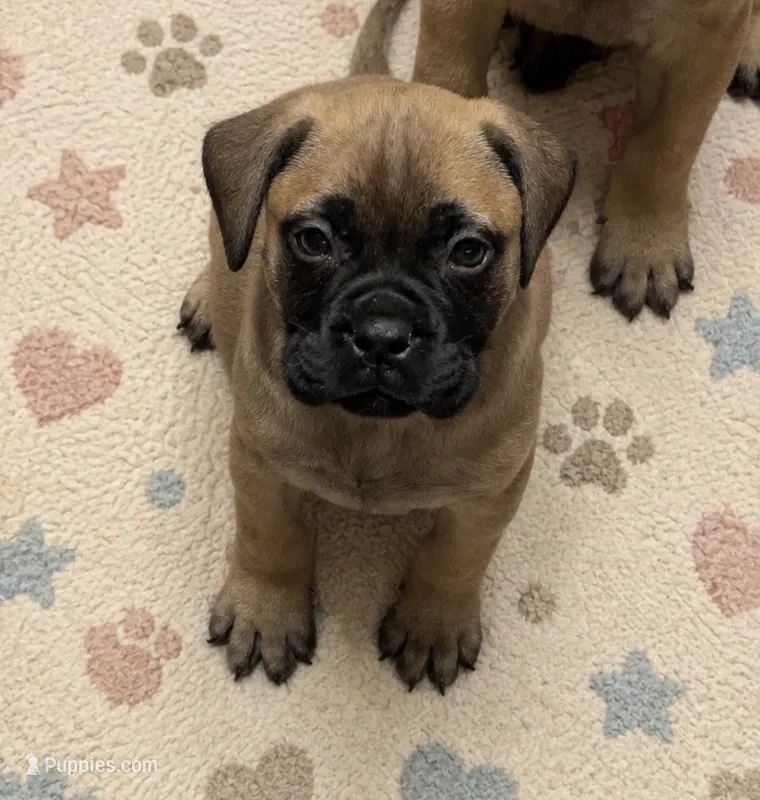 Baby – Bullmastiff puppy for sale in South Attleboro, MA
