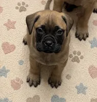 Baby, a female Bullmastiff for sale in South Attleboro, MA – 1 of 1