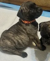 Onyx, a male Bullmastiff for sale in South Attleboro, MA – 5 of 6
