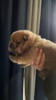 AKC Chow Male, a male Chow Chow for sale in South Attleboro, MA – 2 of 10