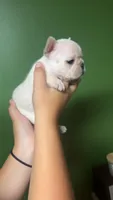 Salem, a female French Bulldog for sale in South Attleboro, MA – 2 of 3