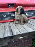 Monroe, a female Bullmastiff for sale in South Attleboro, MA – 6 of 6