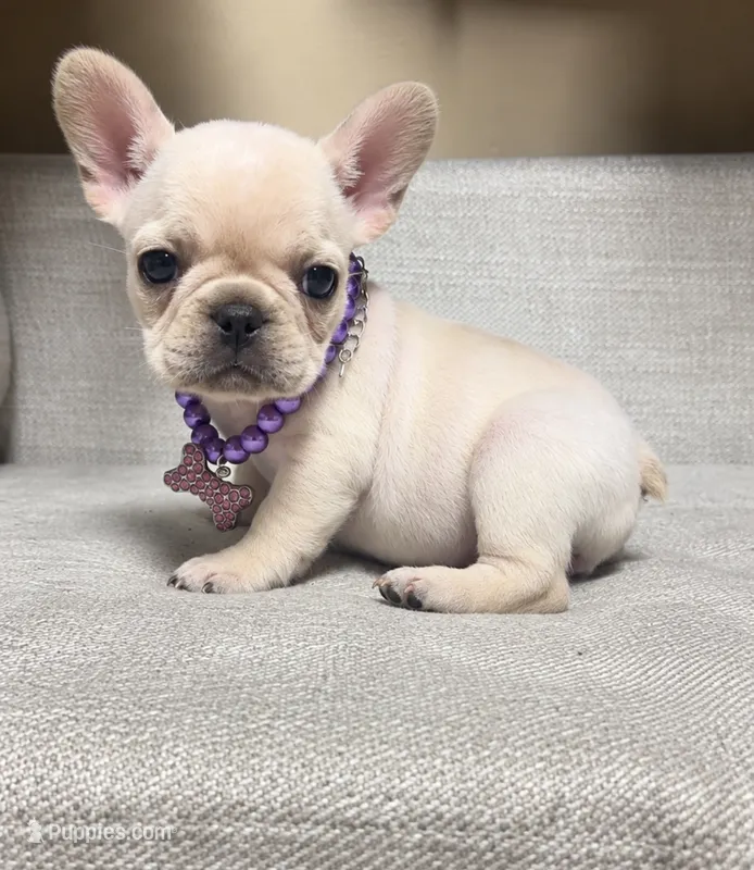 Salem – French Bulldog puppy for sale in South Attleboro, MA