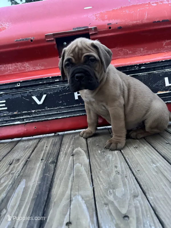 Vogue  – Bullmastiff puppy for sale in South Attleboro, MA