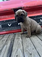 Vogue , a female Bullmastiff for sale in South Attleboro, MA – 1 of 5