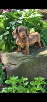Lizzi, a female Miniature Dachshund for sale in South Attleboro, MA – 2 of 3
