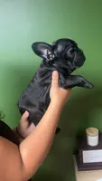 Hocus, a female French Bulldog for sale in South Attleboro, MA – 2 of 3