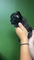 Beetle juice , a male French Bulldog for sale in South Attleboro, MA – 3 of 3