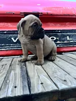 Vogue , a female Bullmastiff for sale in South Attleboro, MA – 4 of 5