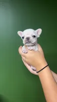 Casper , a male French Bulldog for sale in South Attleboro, MA – 1 of 3