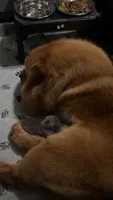 AKC Chow Male, a male Chow Chow for sale in South Attleboro, MA – 7 of 9