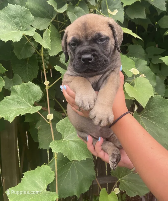Legacy  – Bullmastiff puppy for sale in South Attleboro, MA