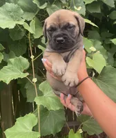 Legacy , a female Bullmastiff for sale in South Attleboro, MA – 1 of 3