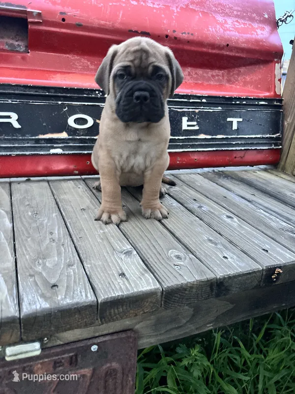 Monroe – Bullmastiff puppy for sale in South Attleboro, MA