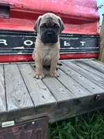 Monroe, a female Bullmastiff for sale in South Attleboro, MA – 1 of 6