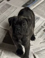 processed/eee39184-571f-4182-bb30-b8d810af08fe/listing/d3a21f82-a45a-454e-8e10-4ae6036083f9/fa835090-639b-455f-a5e8-2627ed9ef032