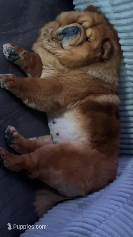 AKC Chow Chows – Chow Chow puppy for sale in South Attleboro, MA