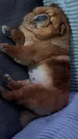 AKC Chow Chows, a  Chow Chow for sale in South Attleboro, MA – Photo 1 of 6